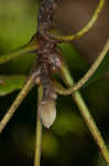 Mockernut hickory